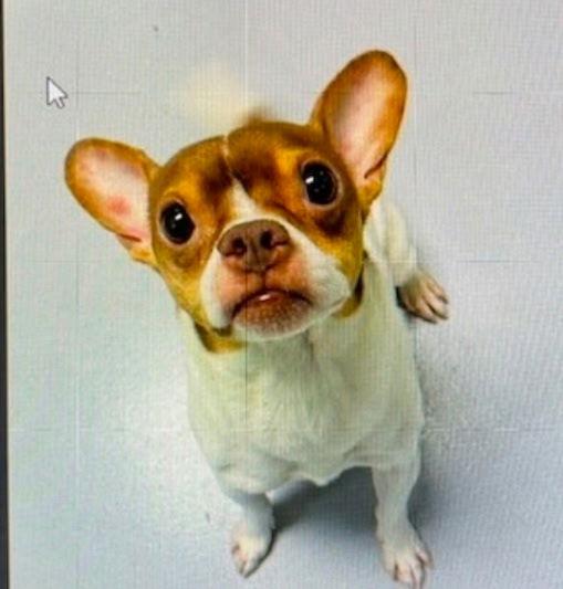 Quasi, Adopted, Adult Male Chihuahua.