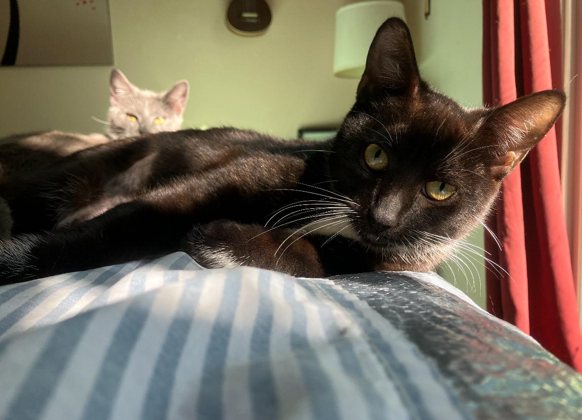 Agnes, a ADOPTABLE Domestic Short Hair in Hillsboro, OR image 1/3