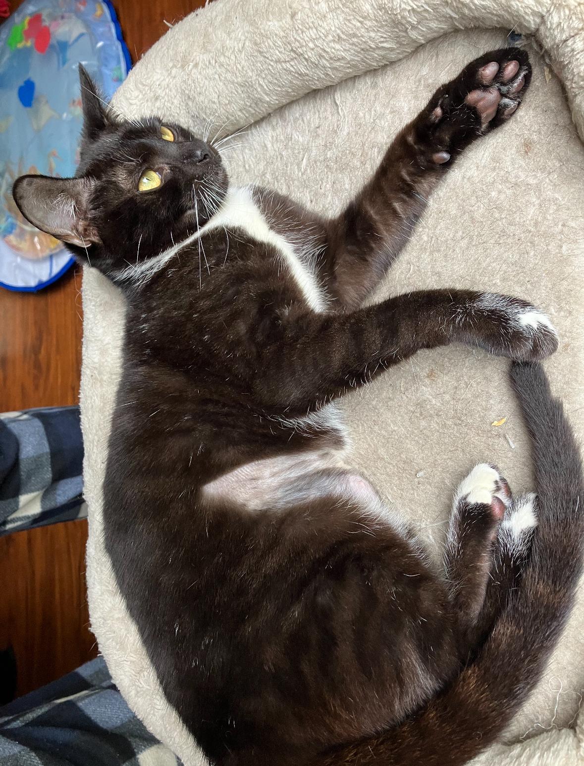 Agnes, a ADOPTABLE Domestic Short Hair in Hillsboro, OR image 3/3