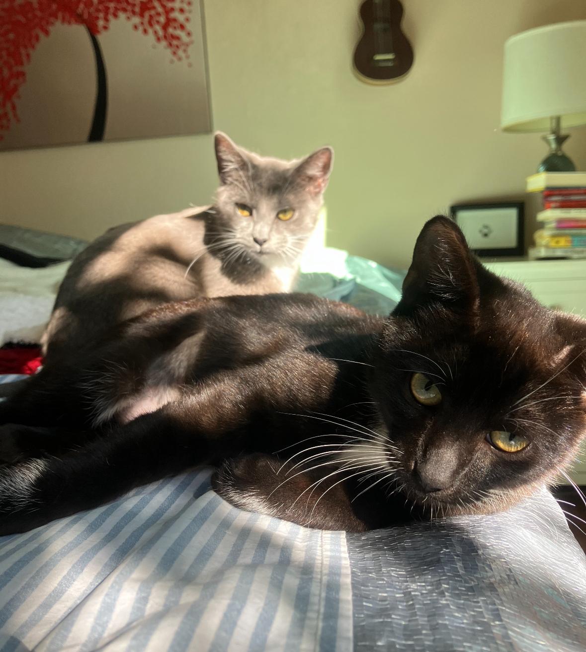 Agnes, a ADOPTABLE Domestic Short Hair in Hillsboro, OR image 2/3