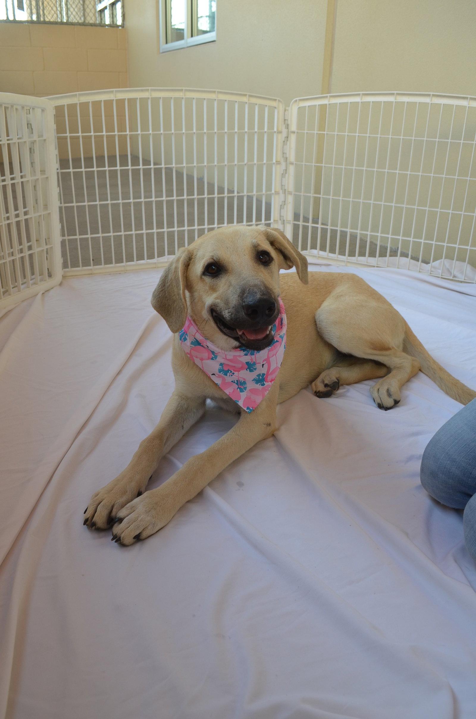 Ginger, Adoptable, Puppy Female Anatolian Shepherd.