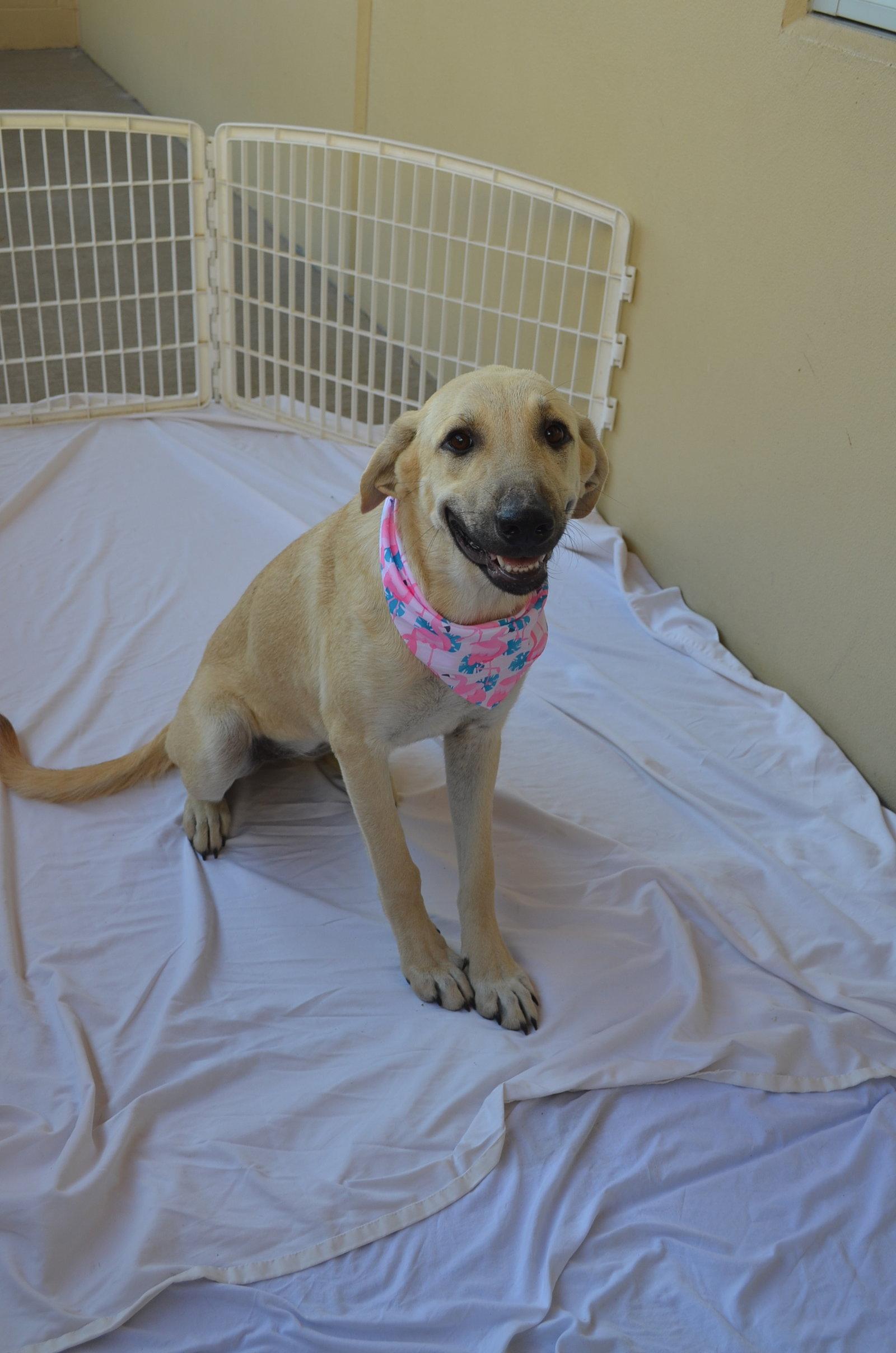 Enlarge Ginger, a Adoptable Anatolian Shepherd in McKinney, TX image 2/3