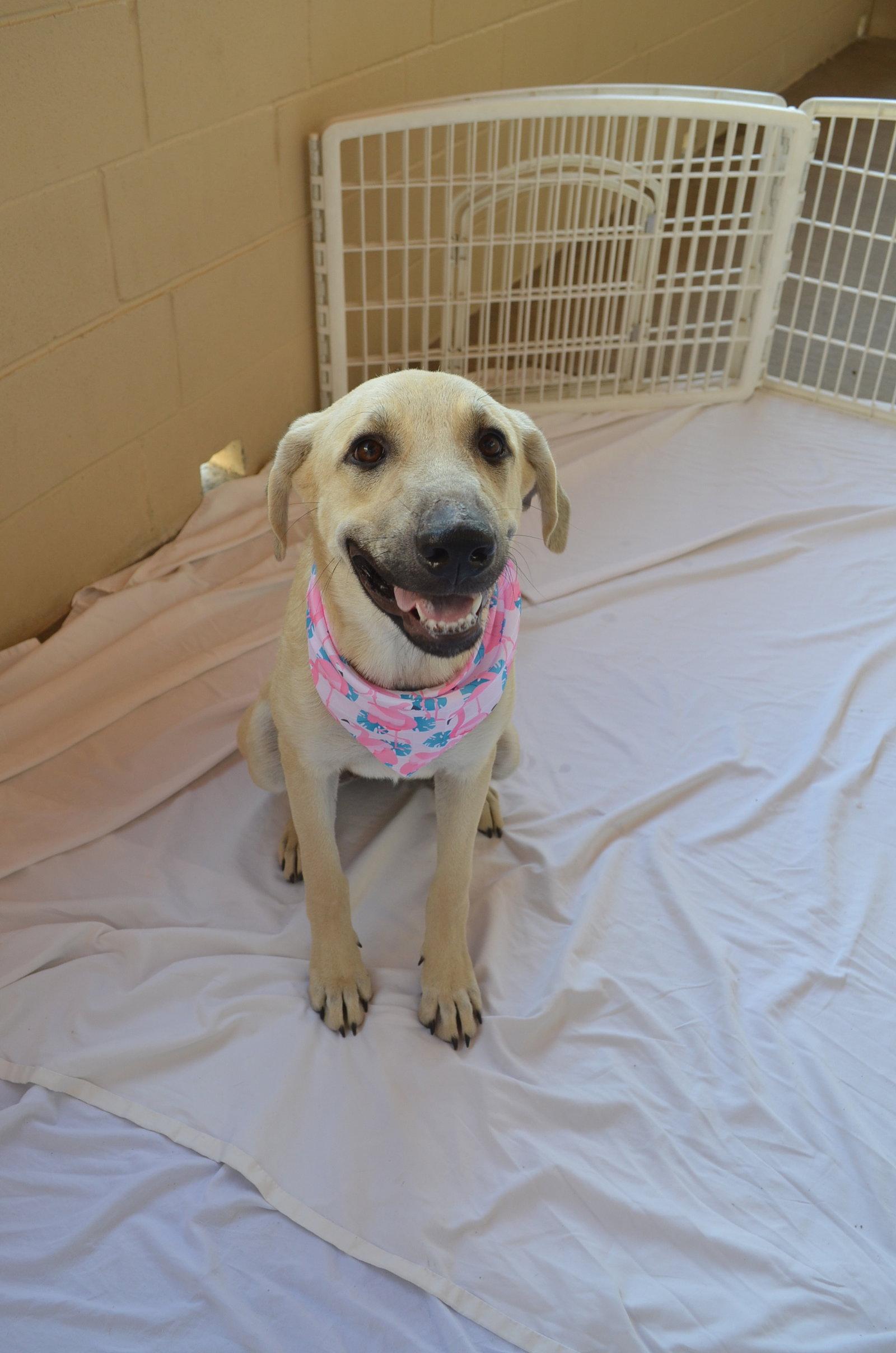 Enlarge Ginger, a Adoptable Anatolian Shepherd in McKinney, TX image 3/3