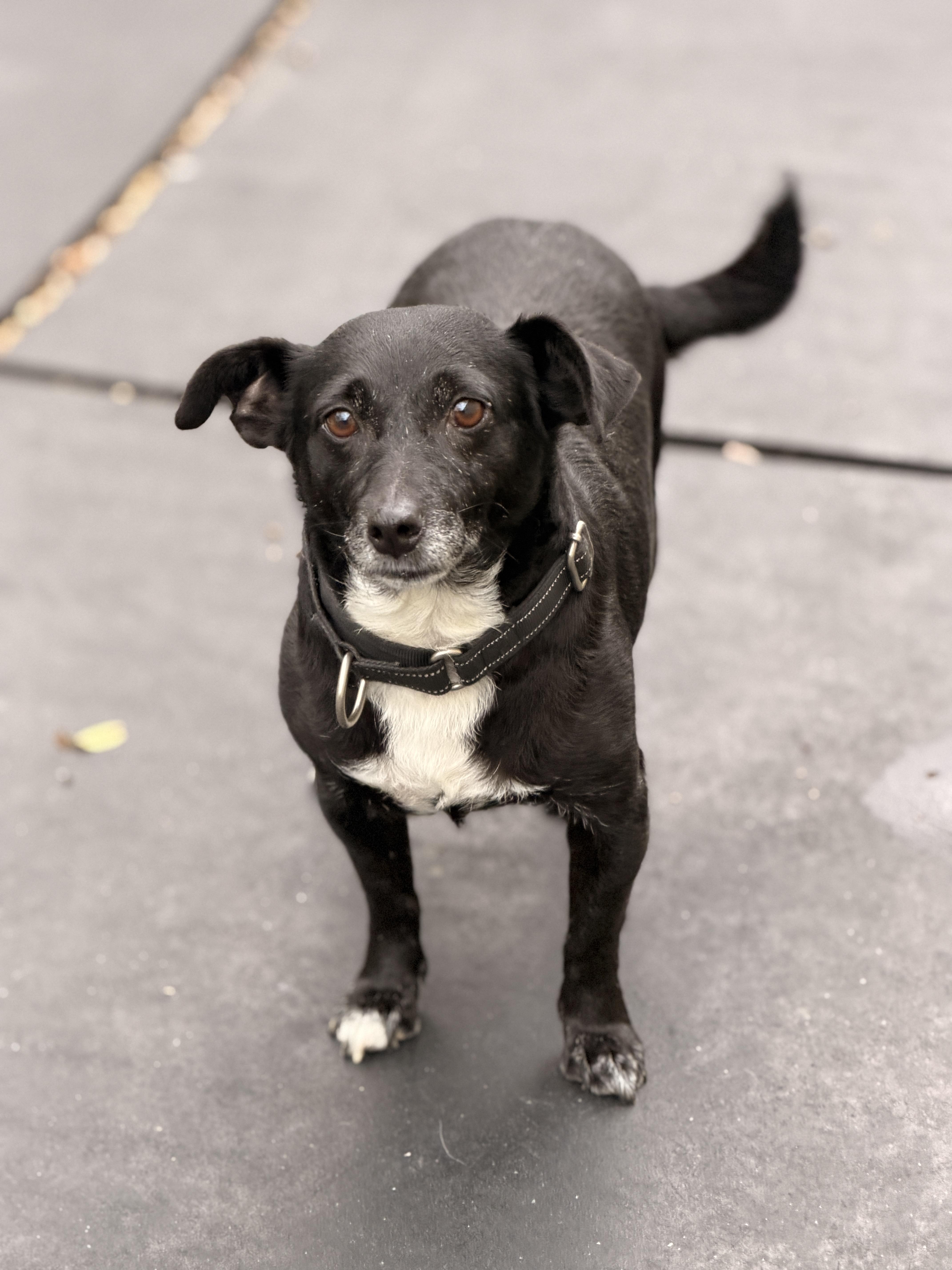 Monica, ADOPTABLE, Adult Female Rat Terrier.