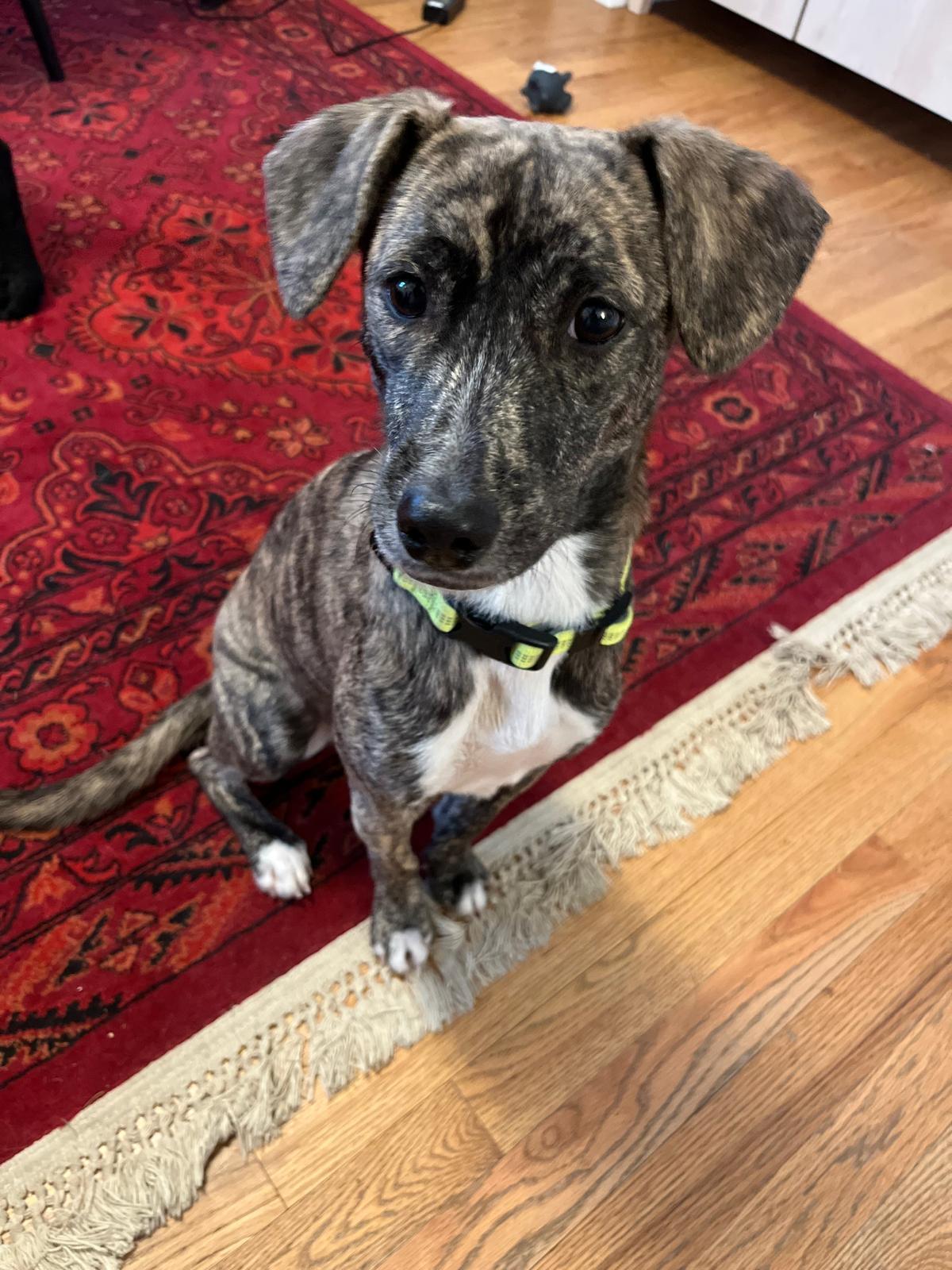 Mary- sweet beautiful pup, ADOPTABLE, Puppy Female Plott Hound & Labrador Retriever.