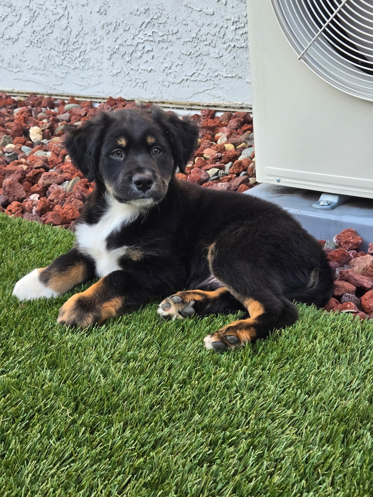 Flint, Adoptable, Puppy Male Border Collie & Australian Shepherd.