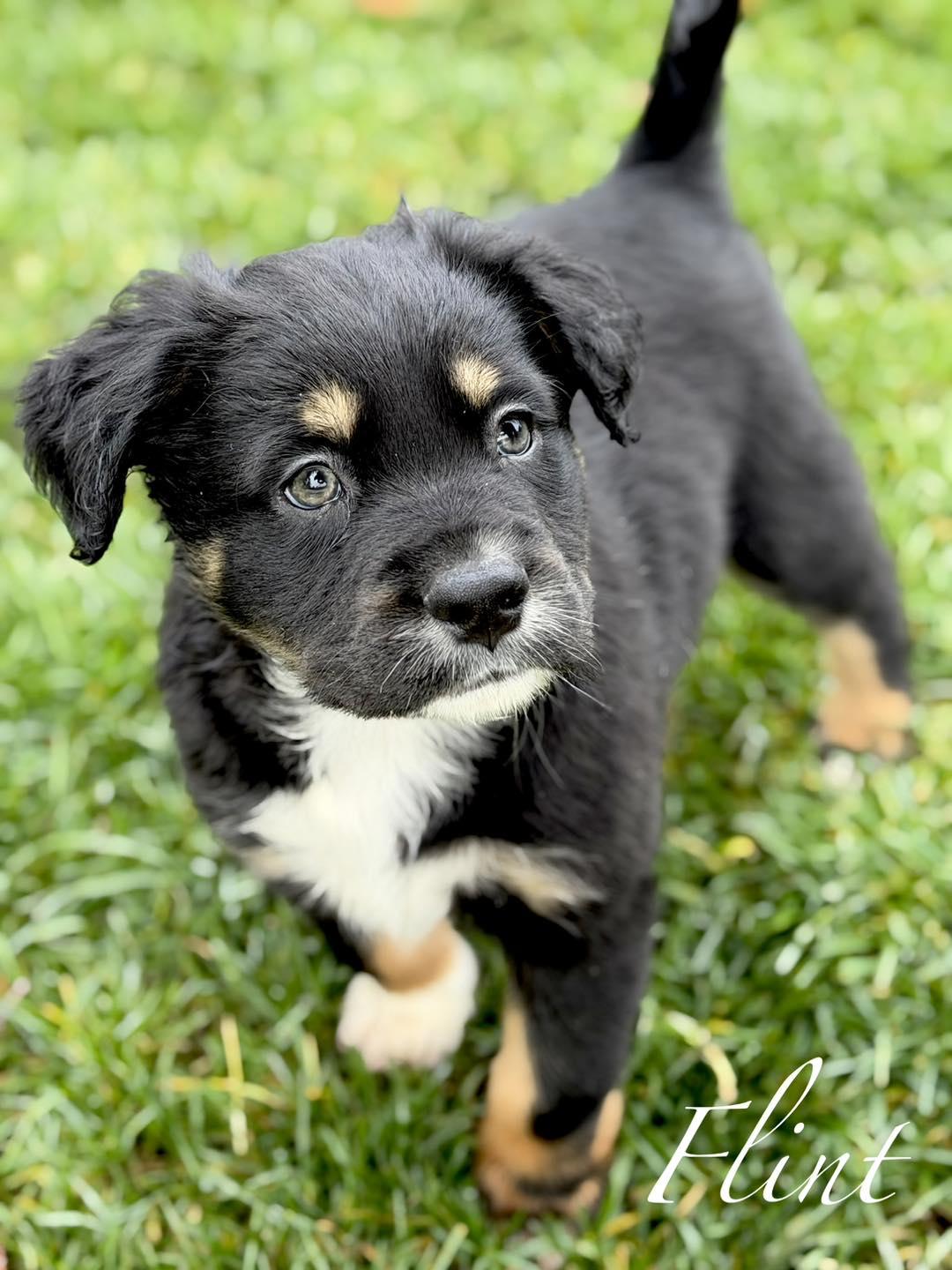 Flint, Adoptable, Puppy Male Border Collie & Great Pyrenees.