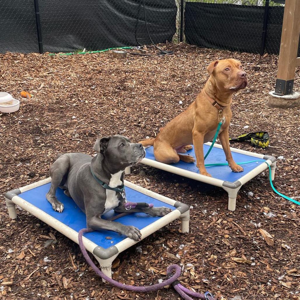 Rudy, Adoptable, Young Male American Staffordshire Terrier.