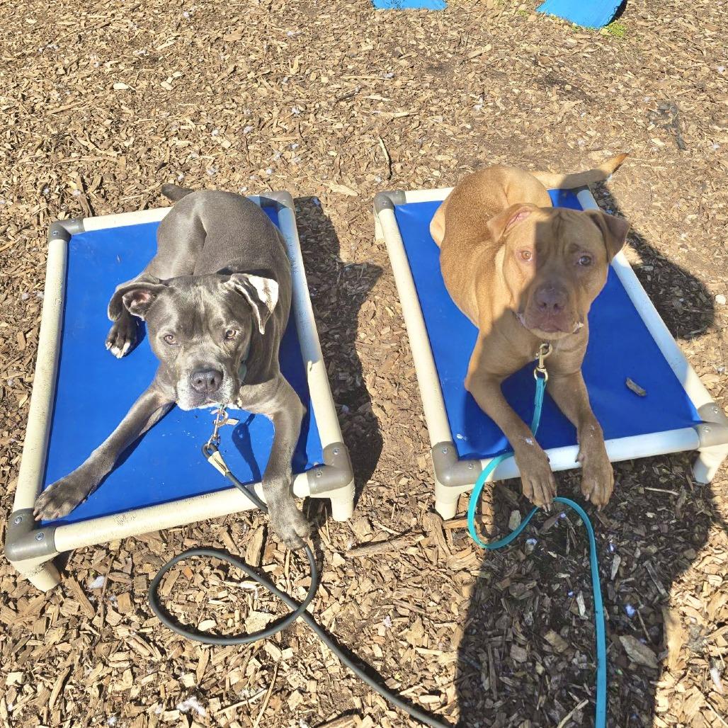 Rudy, Adoptable, Young Male American Staffordshire Terrier.