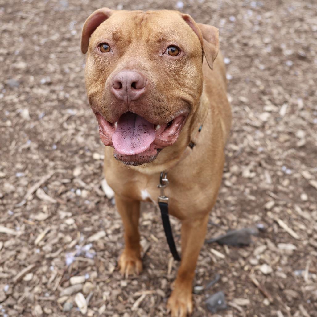 Enlarge Rudy, a Adoptable American Staffordshire Terrier in Briarcliff Manor, NY image 2/5