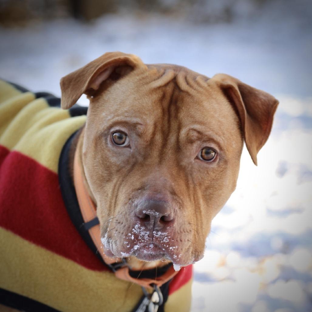 Enlarge Rudy, a Adoptable American Staffordshire Terrier in Briarcliff Manor, NY image 2/3