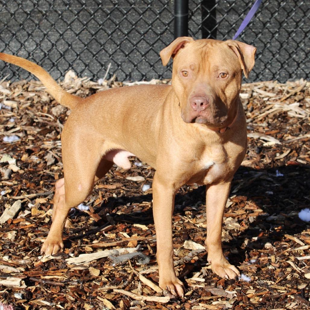 Enlarge Rudy, a Adoptable American Staffordshire Terrier in Briarcliff Manor, NY image 3/3