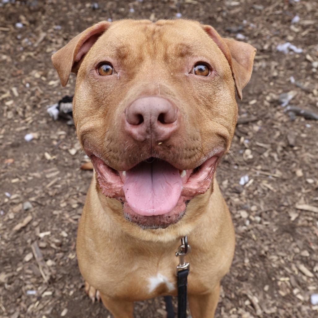 Enlarge Rudy, a Adoptable American Staffordshire Terrier in Briarcliff Manor, NY image 5/5