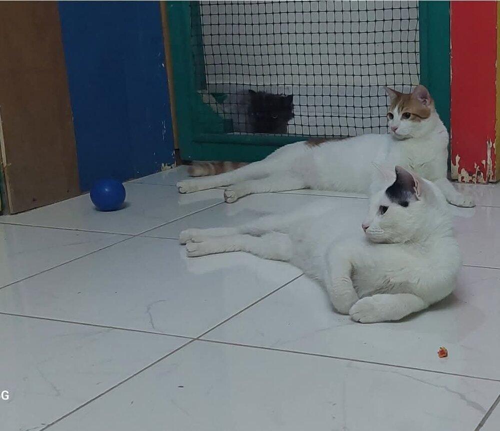 Enlarge Cairo, a Adoptable mixed breed in WOLCOTT, CT image 1/5