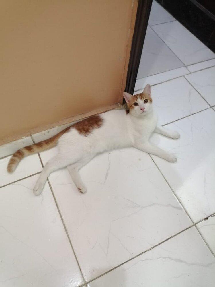 Enlarge Cairo, a Adoptable mixed breed in WOLCOTT, CT image 3/5