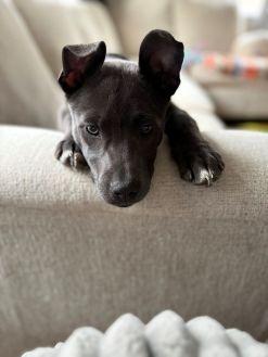 Enlarge Silver, an adopted Mixed Breed in Schaumburg, IL image 3/4