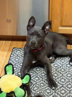 Enlarge Silver, an adopted Mixed Breed in Schaumburg, IL image 2/4