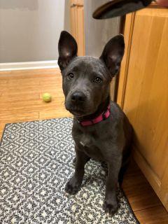 Enlarge Silver, an adopted Mixed Breed in Schaumburg, IL image 4/4