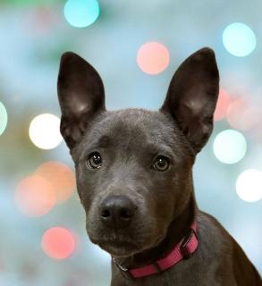 Enlarge Silver, an adopted Mixed Breed in Schaumburg, IL image 1/4