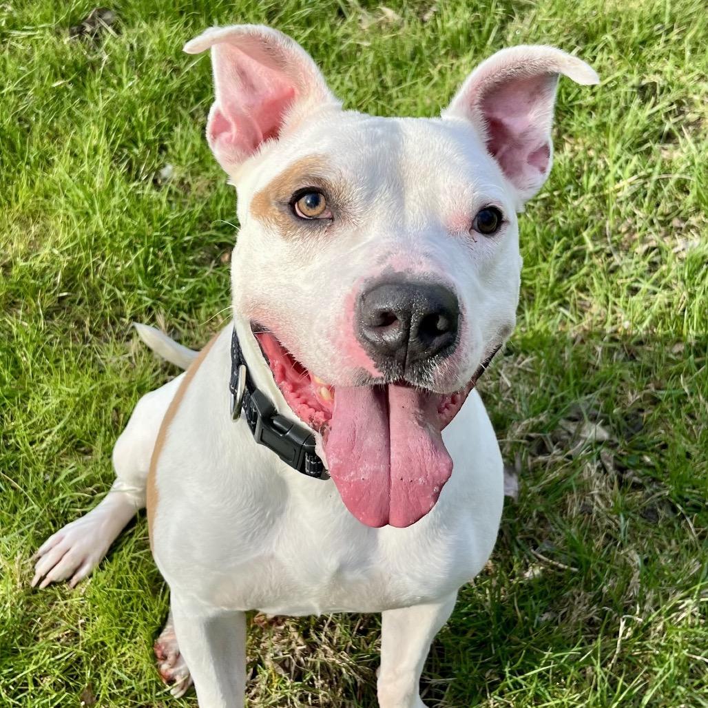 Bricks, Adoptable, Adult Male Pit Bull Terrier.