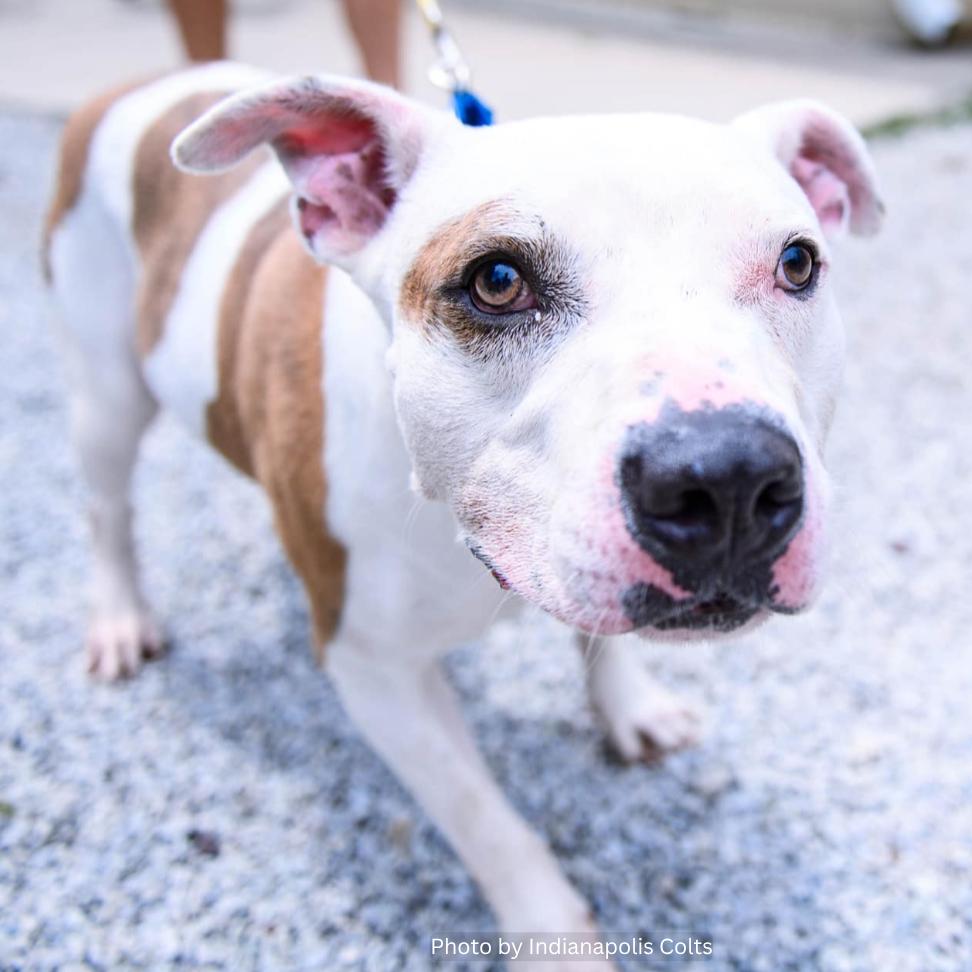 Bricks, a Adoptable Pit Bull Terrier in Indianapolis, IN image 2/6
