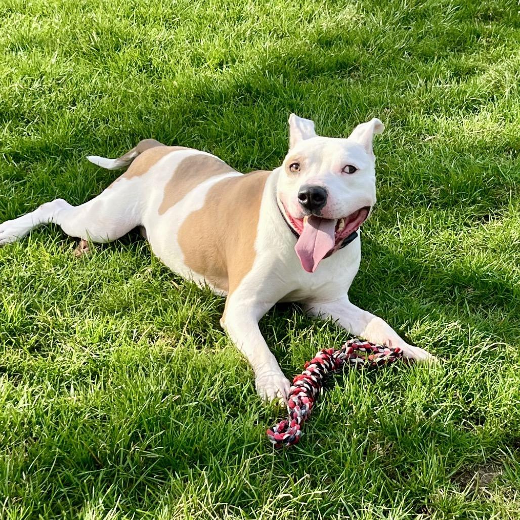 Bricks, a Adoptable Pit Bull Terrier in Indianapolis, IN image 3/6