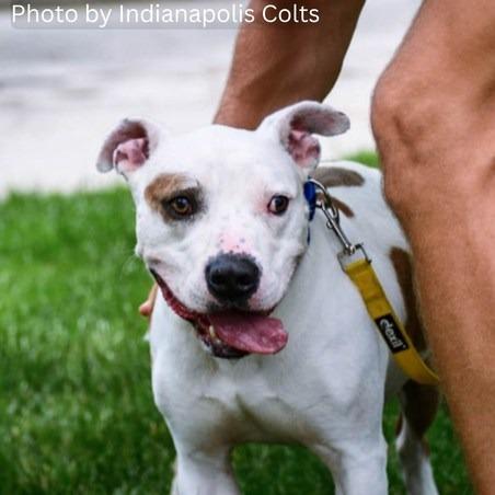 Bricks, a Adoptable Pit Bull Terrier in Indianapolis, IN image 4/6