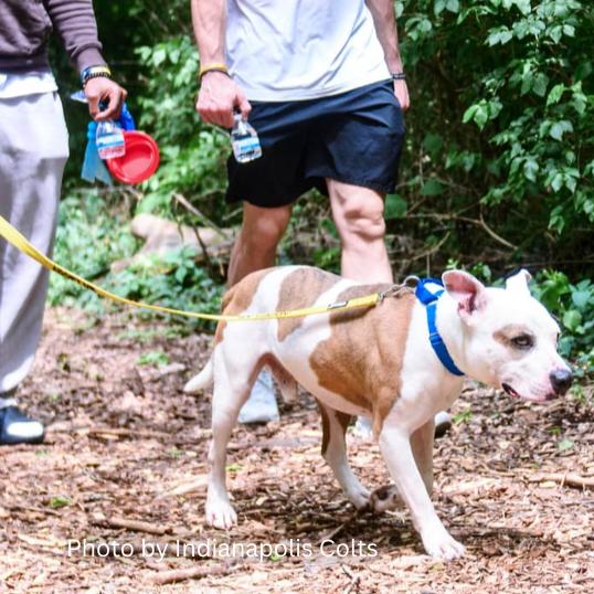Bricks, a Adoptable Pit Bull Terrier in Indianapolis, IN image 5/6