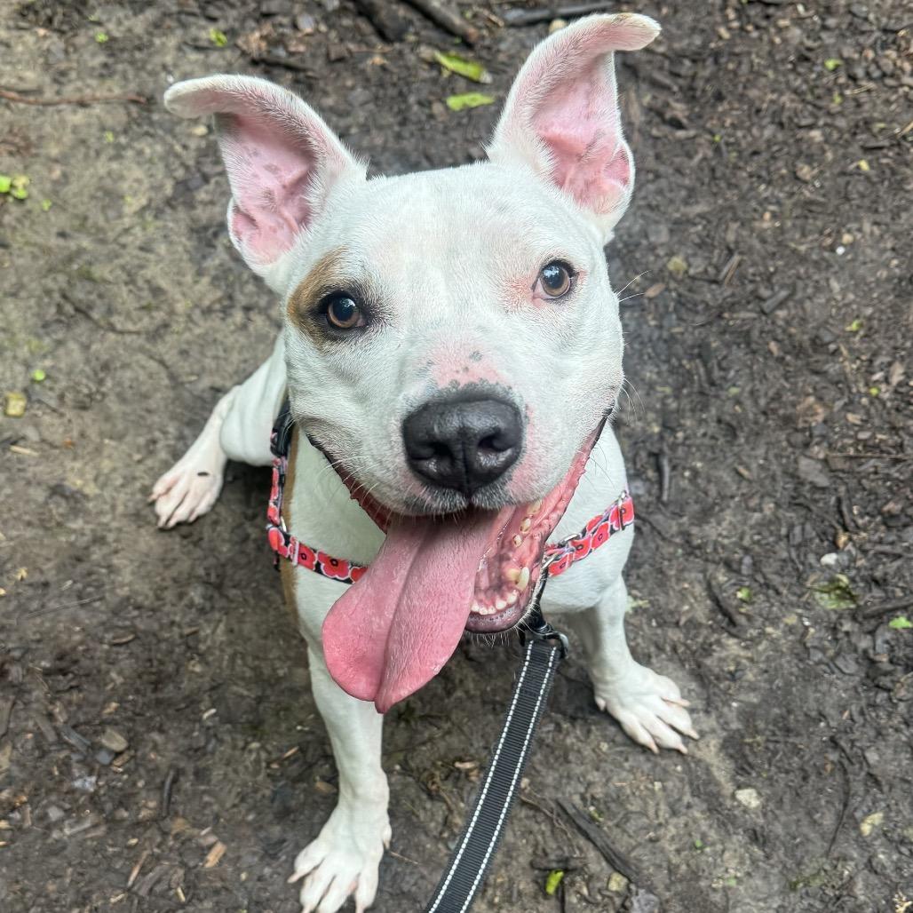 Bricks, a Adoptable Pit Bull Terrier in Indianapolis, IN image 6/6