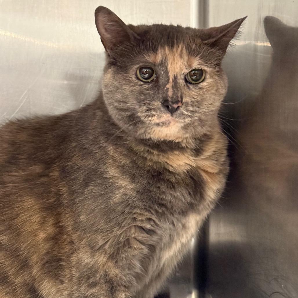 Enlarge Harissa, a Adoptable Domestic Short Hair in Tucson, AZ image 1/3