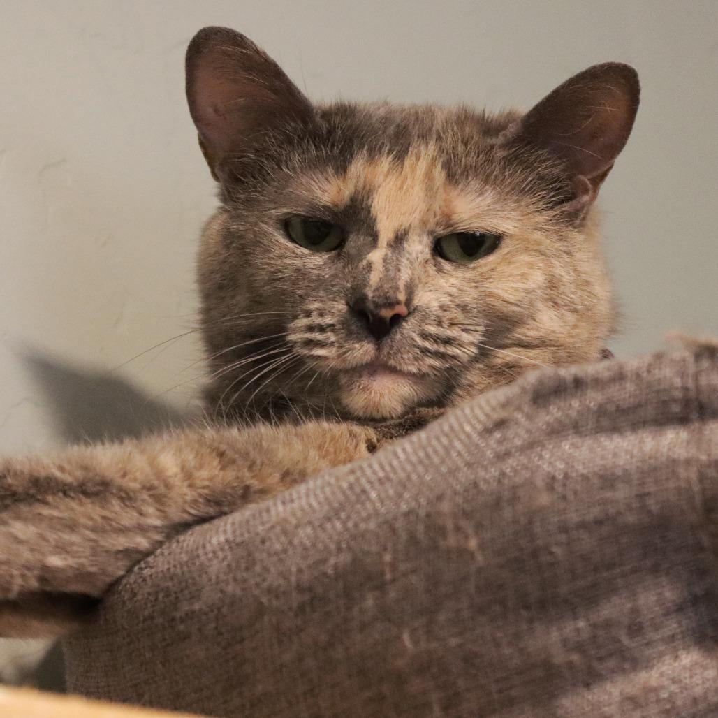 Enlarge Harissa, a Adoptable Domestic Short Hair in Tucson, AZ image 2/4