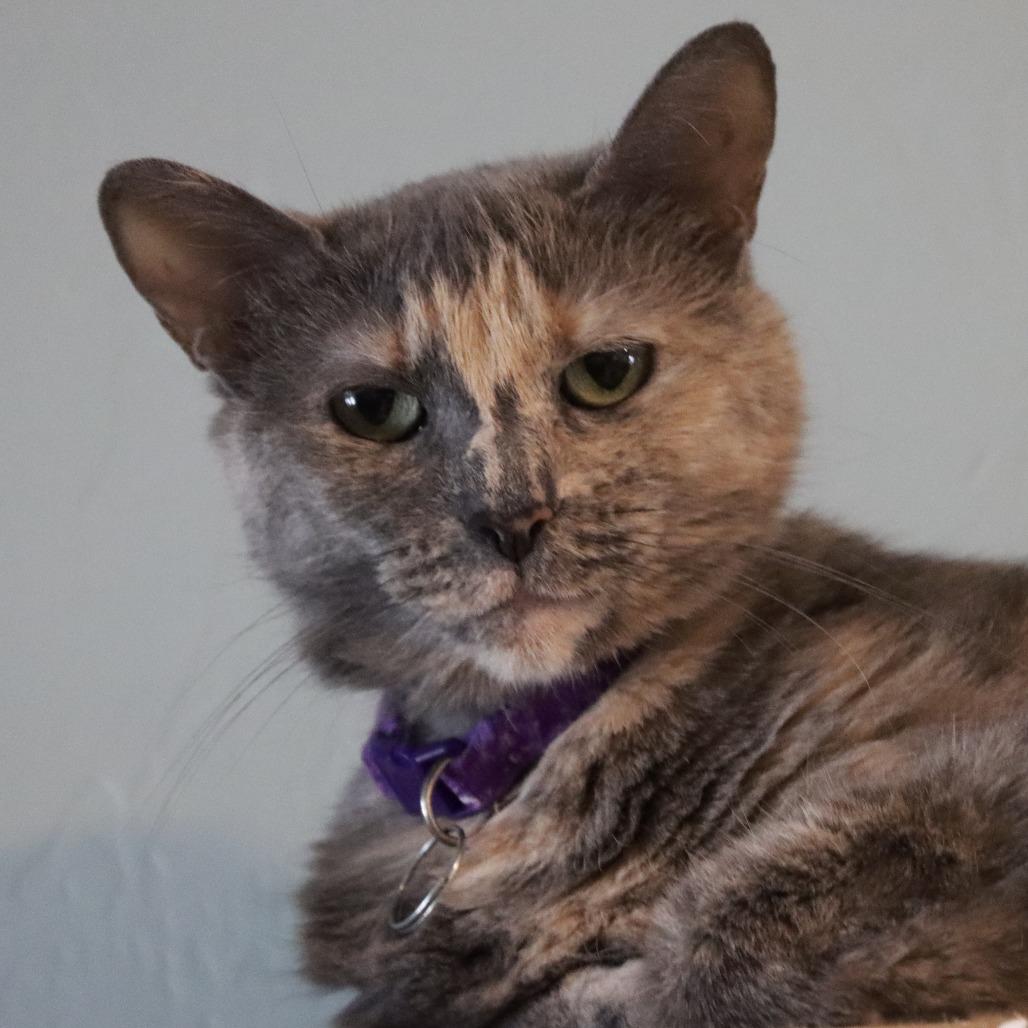 Enlarge Harissa, a Adoptable Domestic Short Hair in Tucson, AZ image 3/5