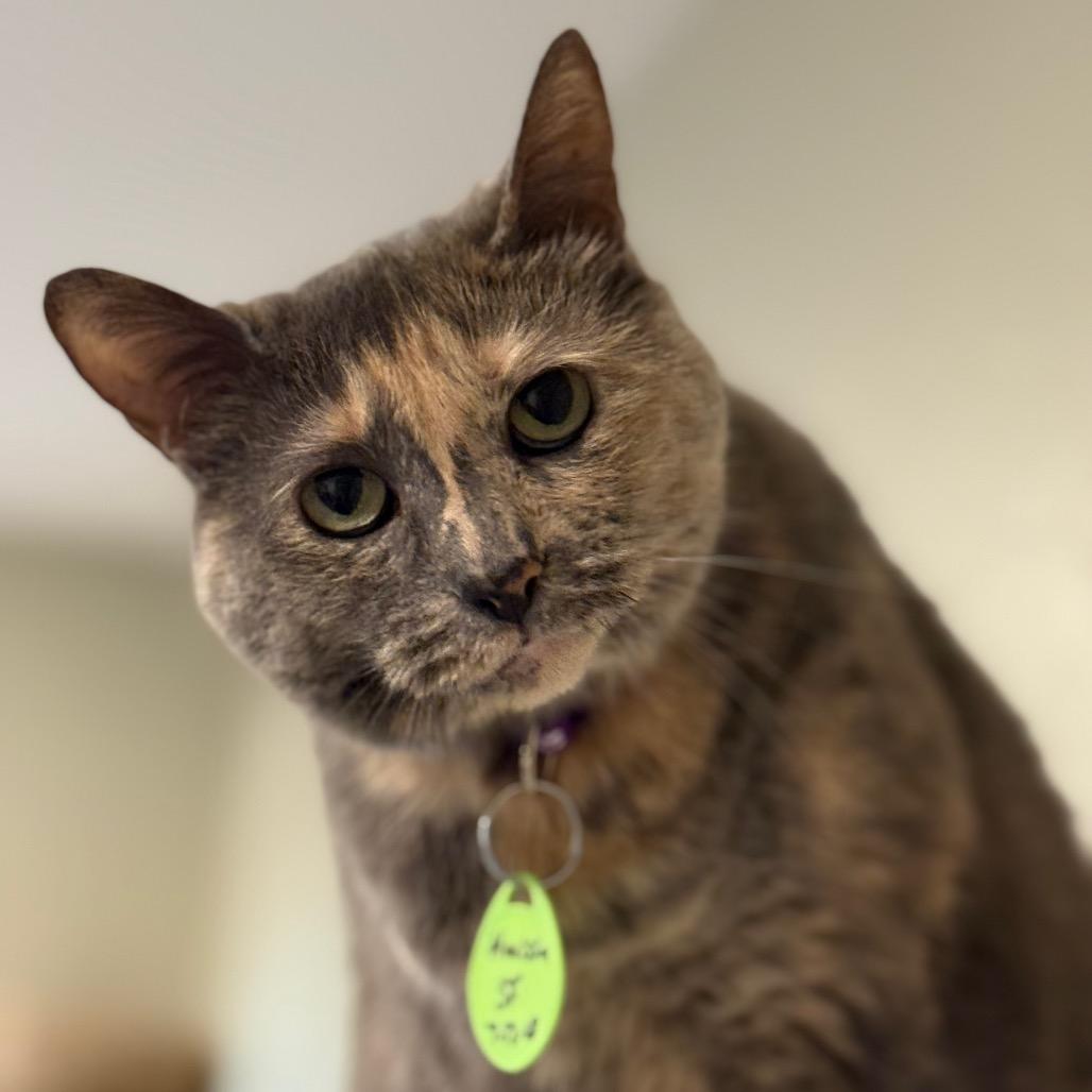 Enlarge Harissa, a Adoptable Domestic Short Hair in Tucson, AZ image 2/3