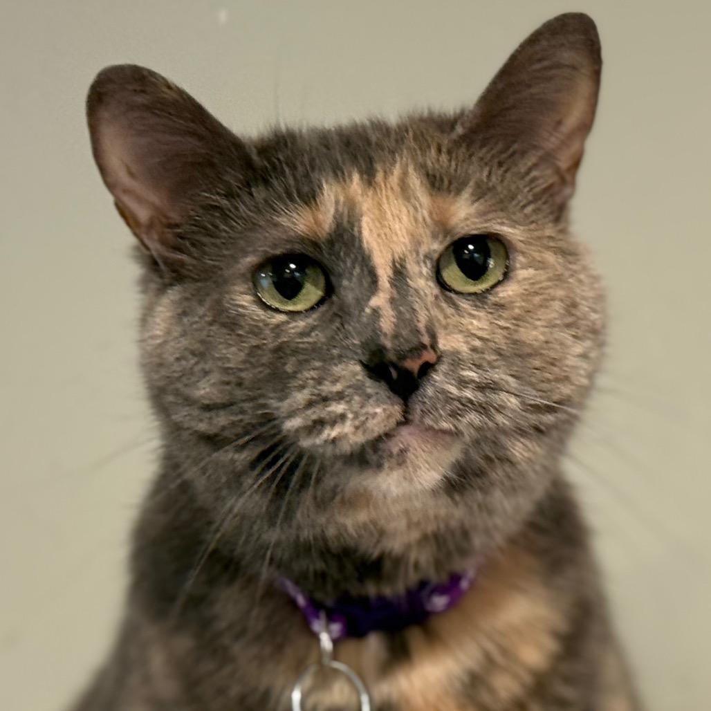 Enlarge Harissa, a Adoptable Domestic Short Hair in Tucson, AZ image 3/3