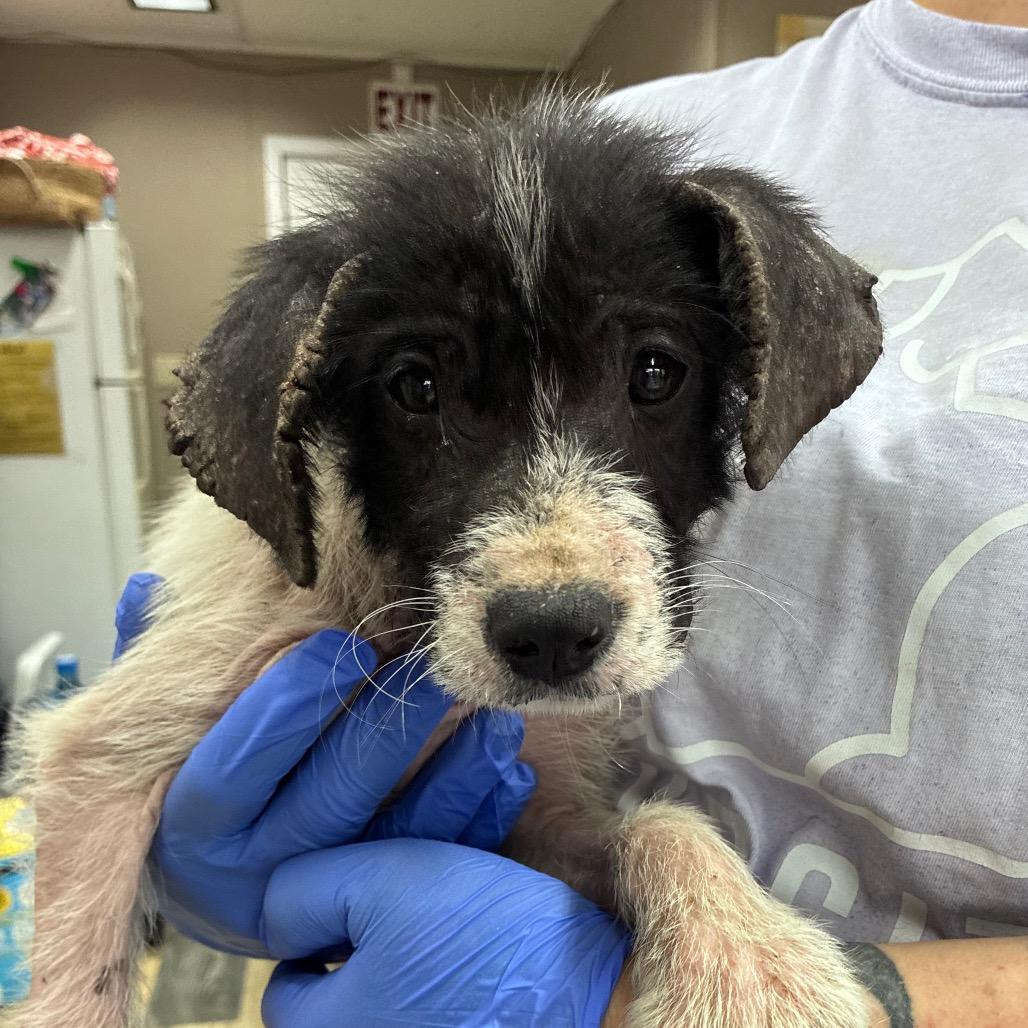 CT Shrek (Fostered in Stafford, CT), Adoptable, Puppy Male Border Collie.