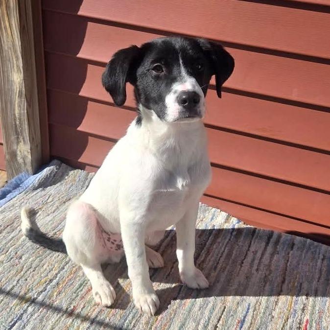 Enlarge CT Shrek (Fostered in Stafford, CT), a Adoptable mixed breed in Stormville, NY image 2/6