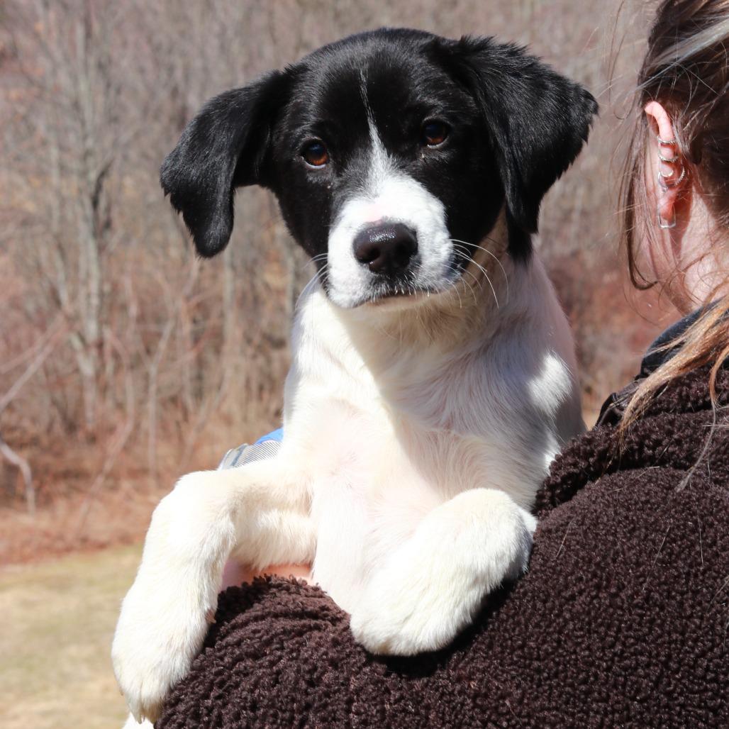 Enlarge CT Shrek (Fostered in Stafford, CT), a Adoptable mixed breed in Stormville, NY image 3/6