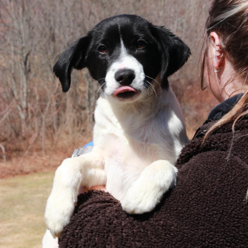 Enlarge CT Shrek (Fostered in Stafford, CT), a Adoptable mixed breed in Stormville, NY image 4/6