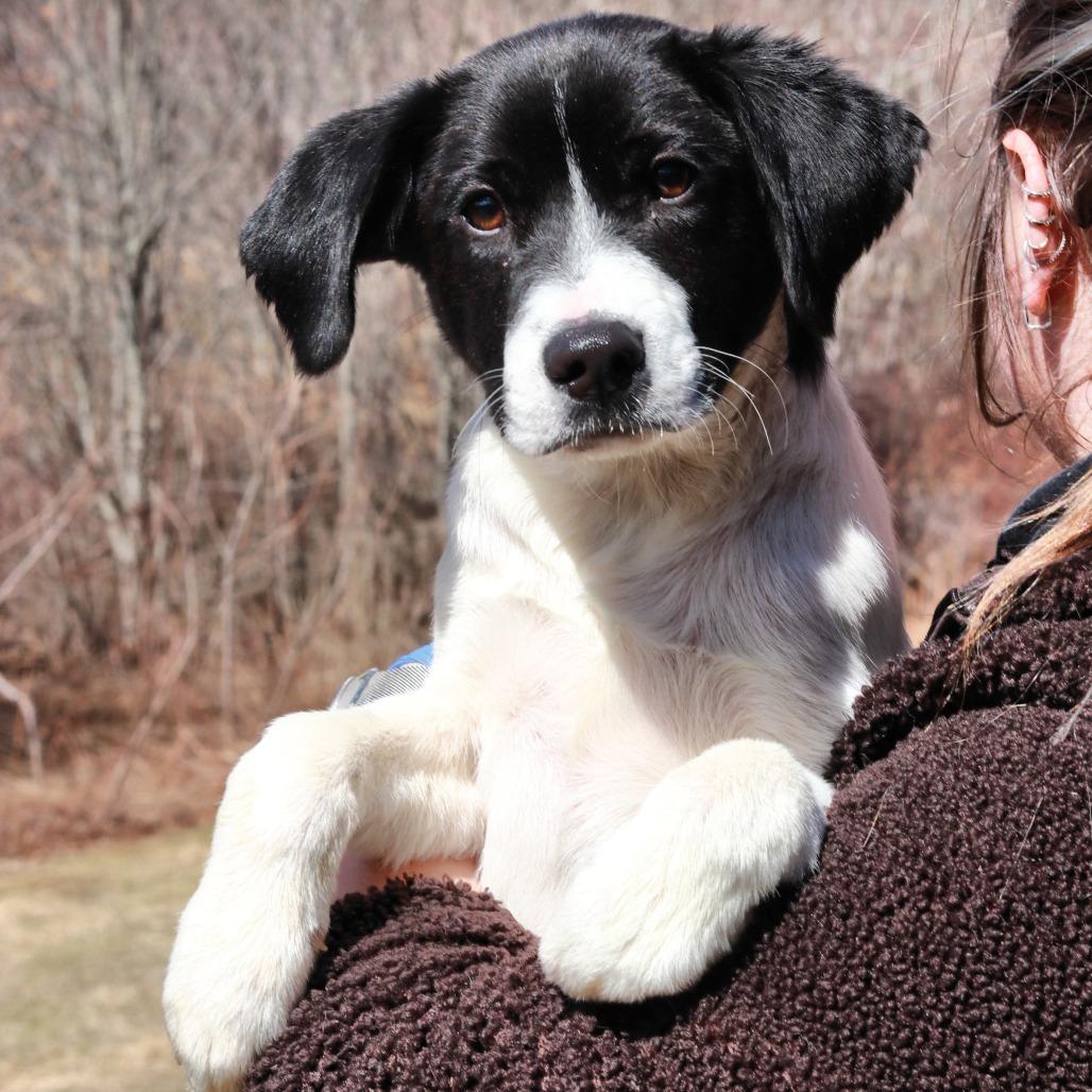Enlarge CT Shrek (Fostered in Stafford, CT), a Adoptable mixed breed in Stormville, NY image 5/6