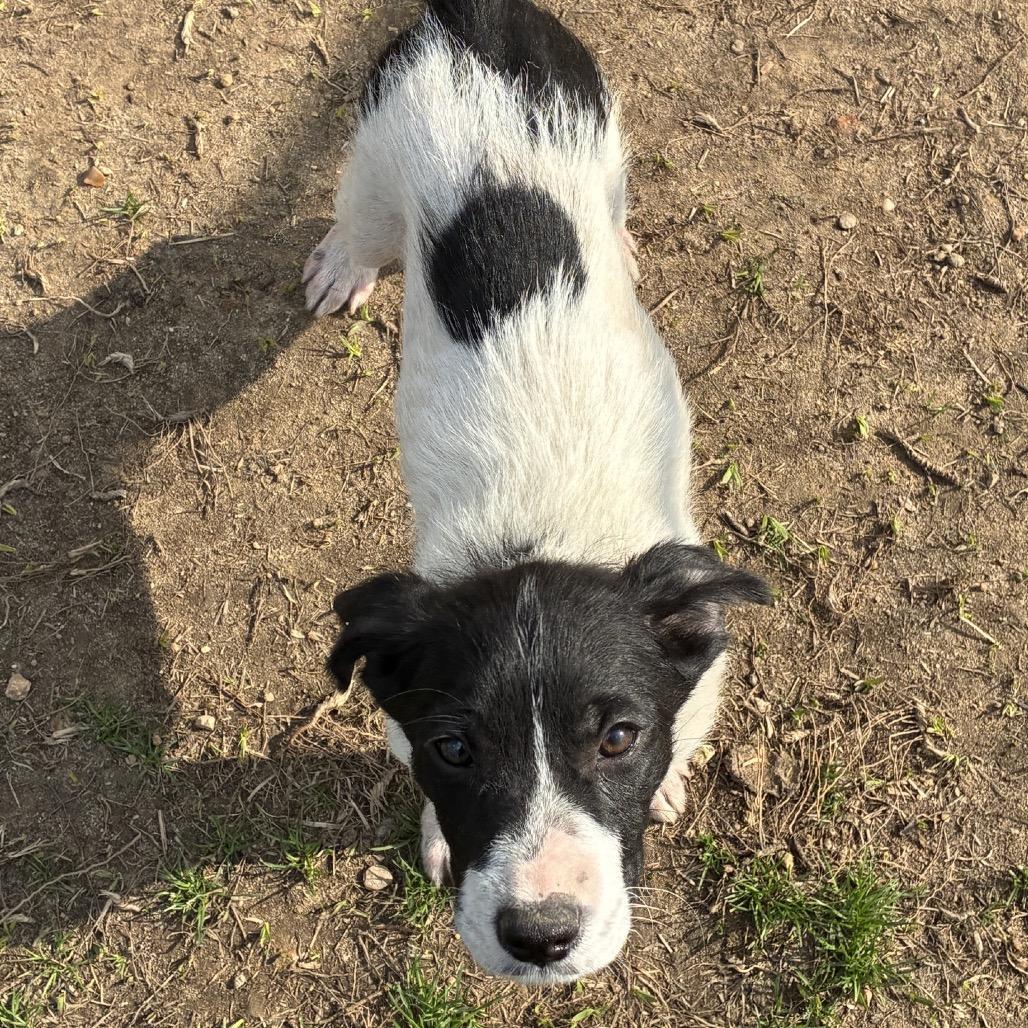 Enlarge CT Shrek (Fostered in Stafford, CT), a Adoptable mixed breed in Stormville, NY image 6/6