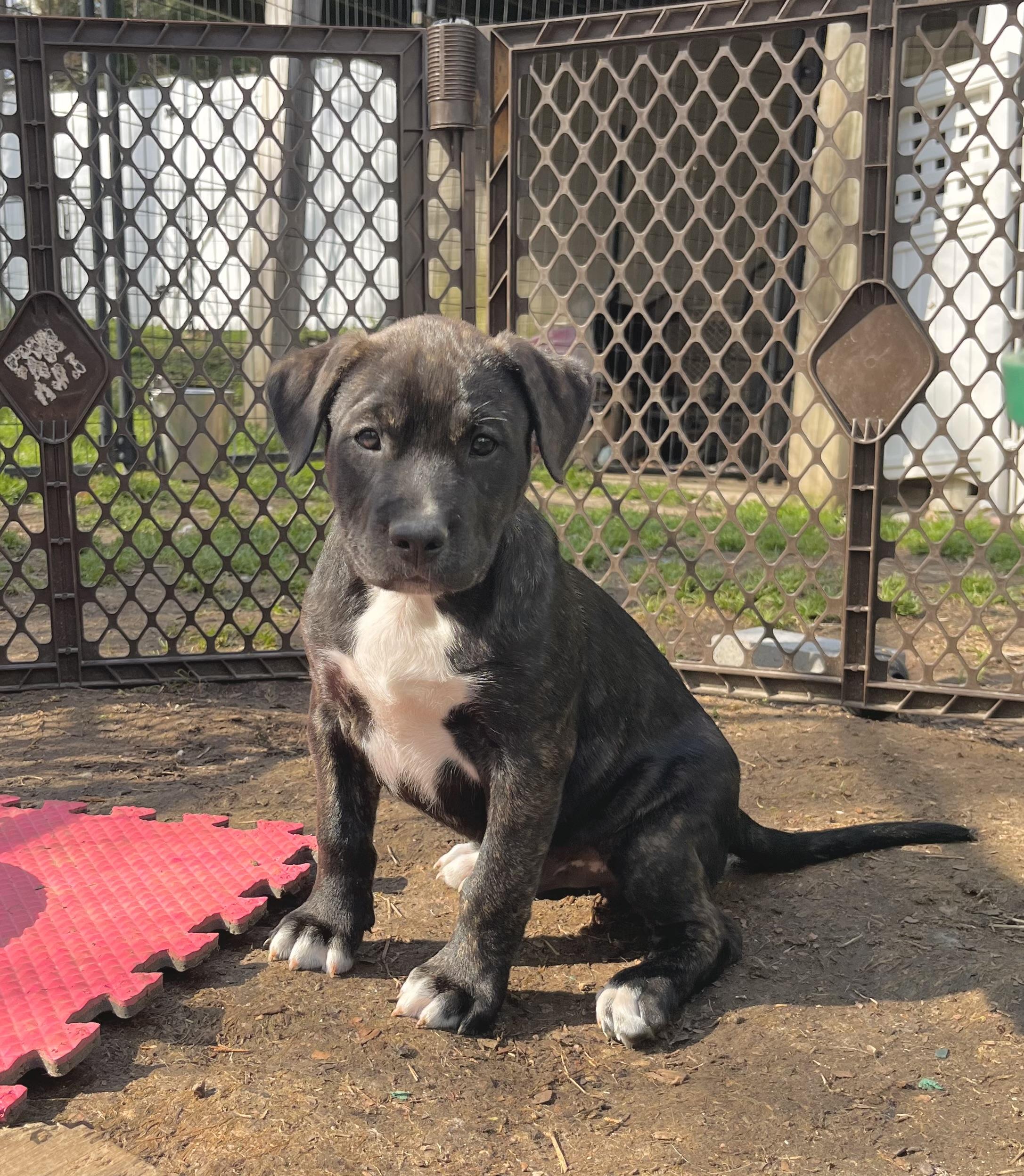 Enlarge Schroeder , a Adoptable mixed breed in Lothian , MD image 6/6