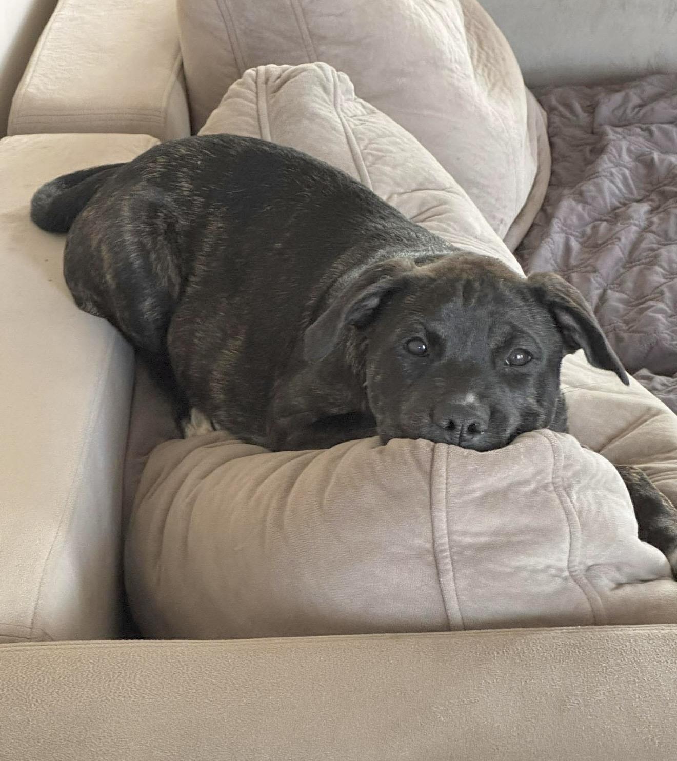 Enlarge Schroeder , a Adoptable mixed breed in Lothian , MD image 5/6