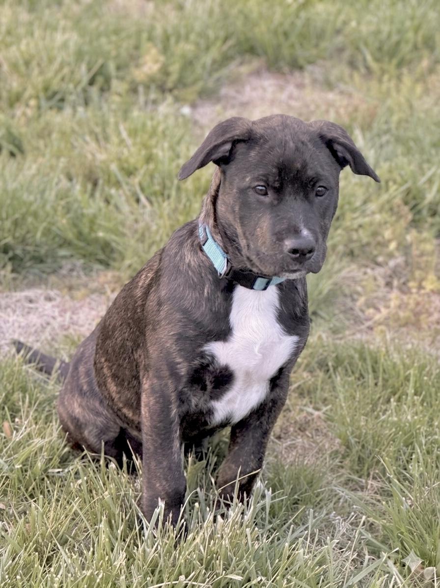 Enlarge Schroeder , a Adoptable mixed breed in Lothian , MD image 4/6