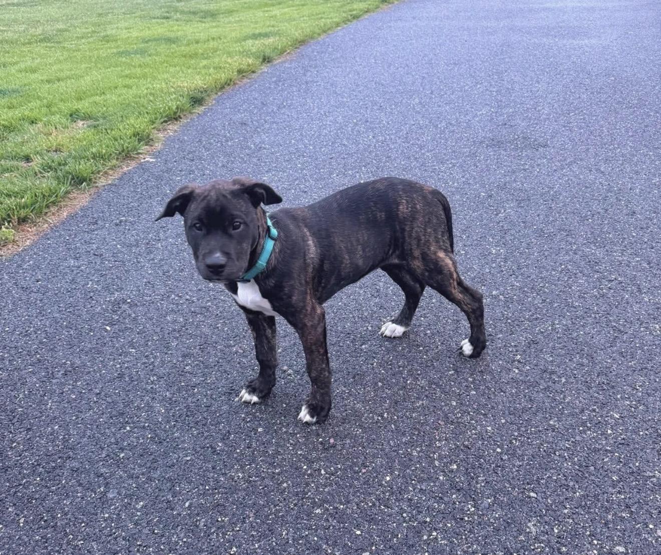 Enlarge Schroeder , a Adoptable mixed breed in Lothian , MD image 1/6