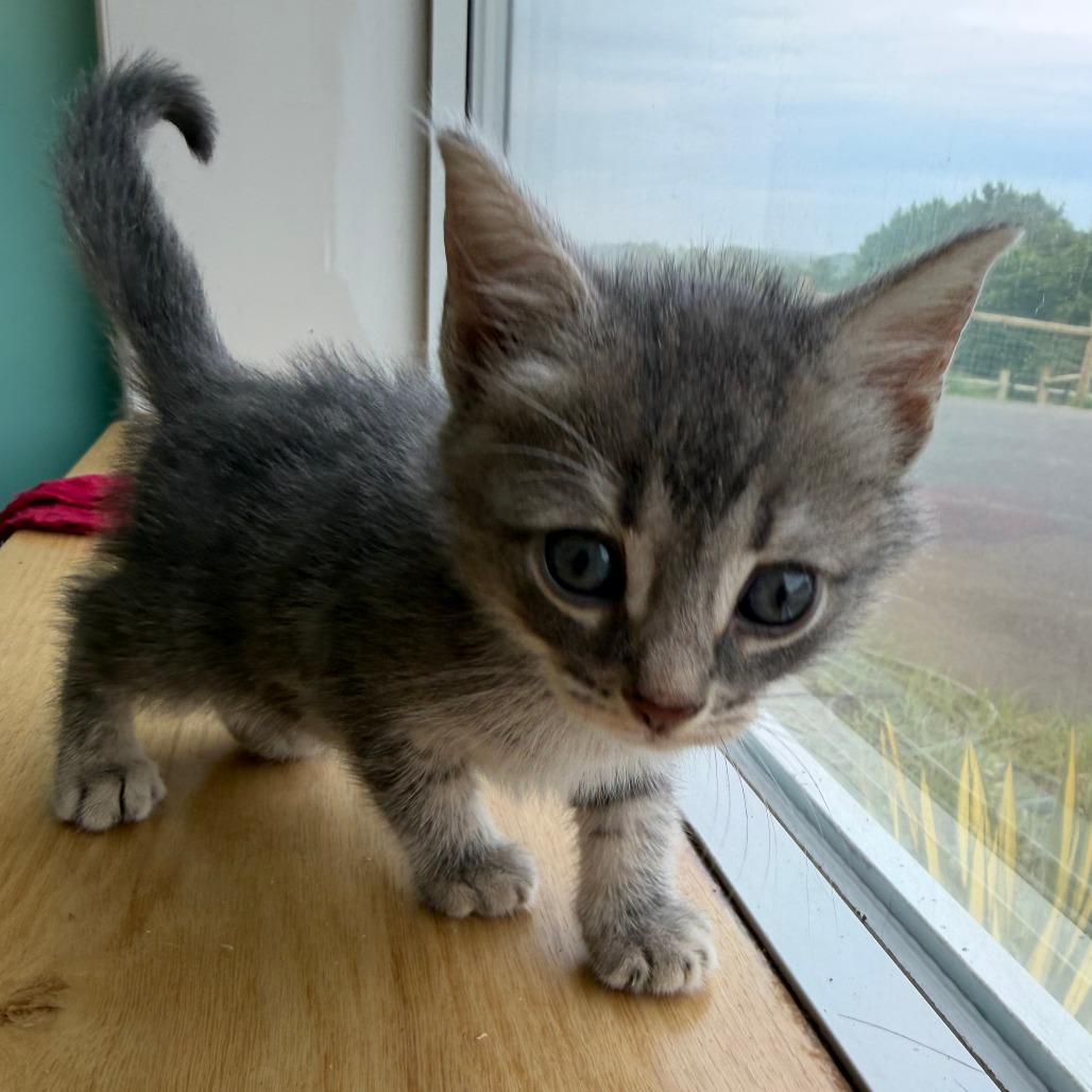 Babu, Adoptable, Kitten Male Domestic Short Hair.