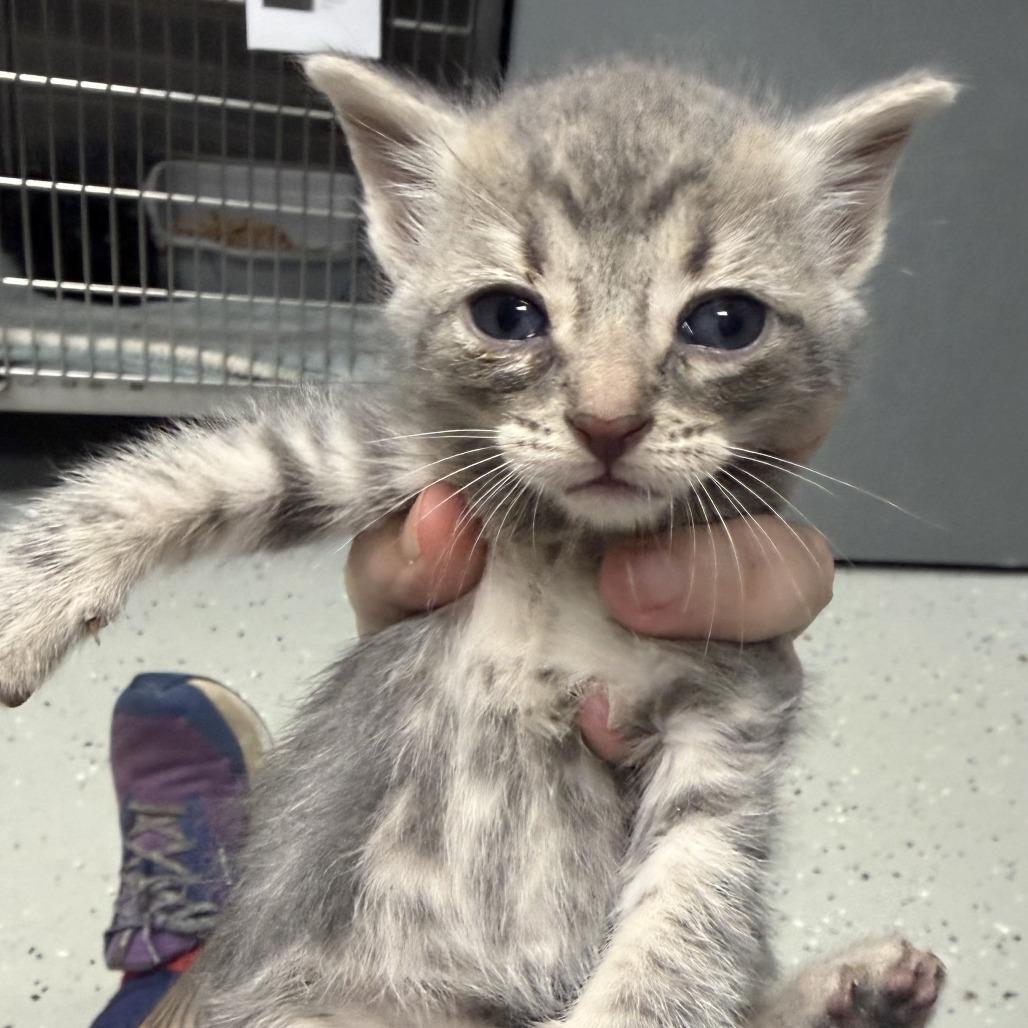 Enlarge Babu, a Adoptable Domestic Short Hair in Marion, VA image 2/3