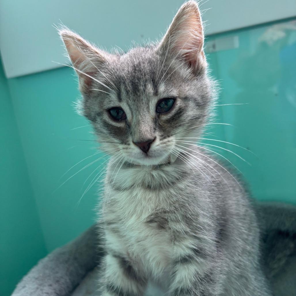 Enlarge Babu, a Adoptable Domestic Short Hair in Marion, VA image 3/3