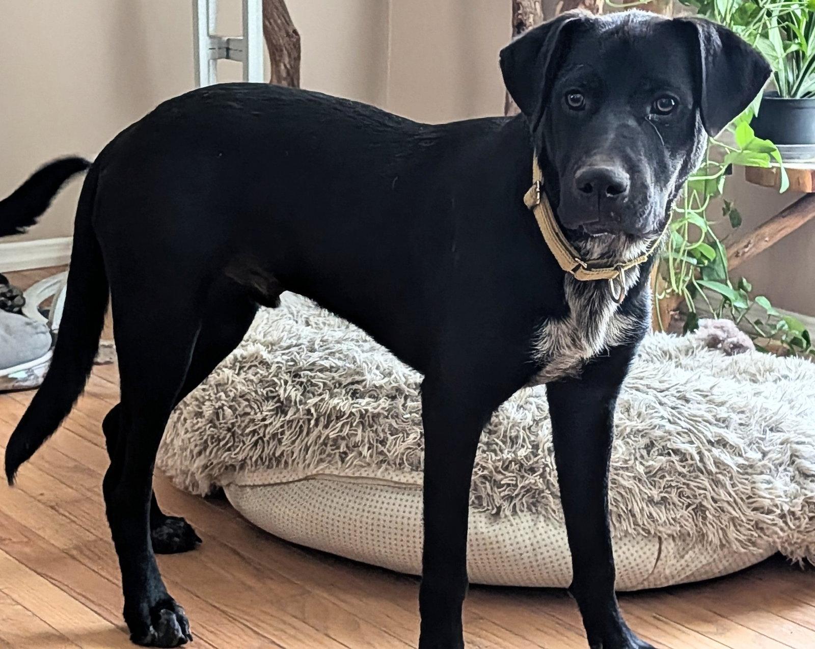 Hawthorne, a Adoptable mixed breed in St. Louis, MO image 1/3