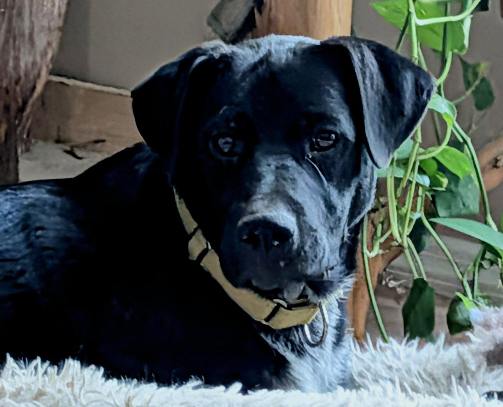 Hawthorne, a Adoptable mixed breed in St. Louis, MO image 2/3