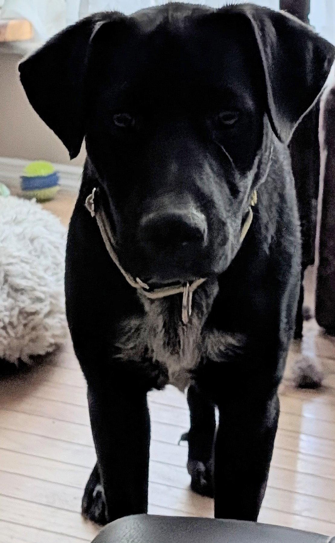Hawthorne, a Adoptable mixed breed in St. Louis, MO image 3/3